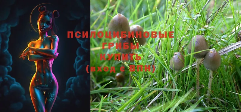 Псилоцибиновые грибы Psilocybe  Кумертау 